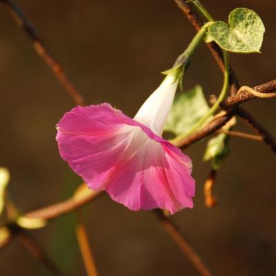 Прикрепленное изображение: flw_0135.jpg